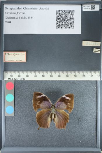 Media type: image;   Entomology 164674
